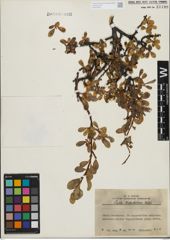 Foto von Salix kitaibeliana Willd.